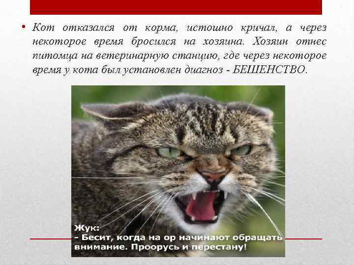  • Кот отказался от корма, истошно кричал, а через некоторое время бросился на