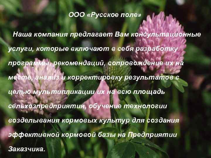 ООО «Русское поле» Наша компания предлагает Вам консультационные услуги, которые включают в себя разработку