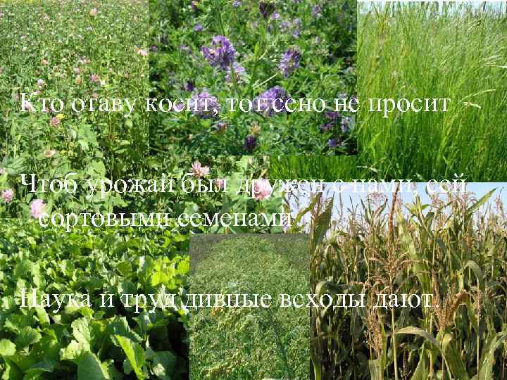 Кто отаву косит, тот сено не просит Чтоб урожай был дружен с нами, сей
