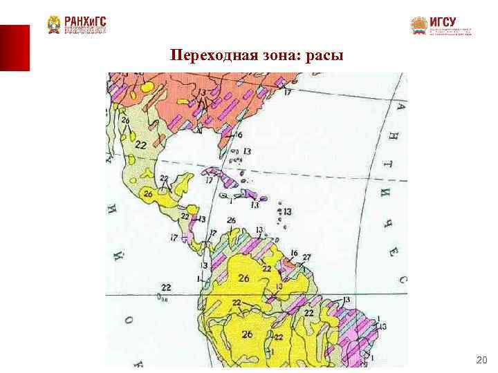 Переходная зона: расы 20 