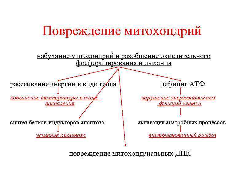 Повреждение митохондрий набухание митохондрий и разобщение окислительного фосфорилирования и дыхания рассеивание энергии в виде