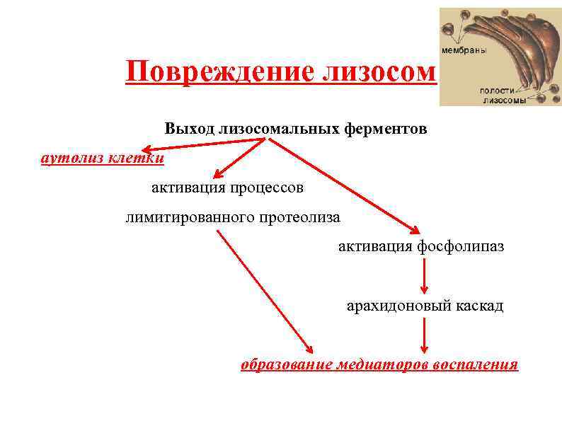 Повреждение лизосом Выход лизосомальных ферментов аутолиз клетки активация процессов лимитированного протеолиза активация фосфолипаз арахидоновый