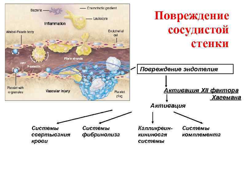 Повреждение сосудистой стенки Повреждение эндотелия Активация XII фактора Хагемана Активация Системы свертывания крови Системы
