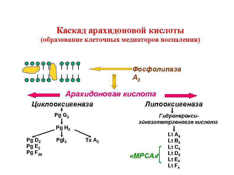 Каскад арахидоновой кислоты схема