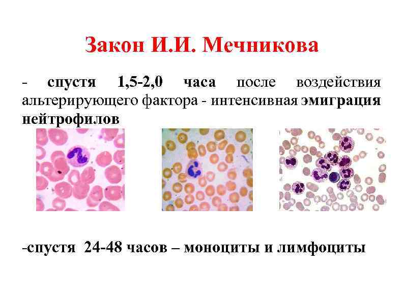 Закон И. И. Мечникова - спустя 1, 5 -2, 0 часа после воздействия альтерирующего