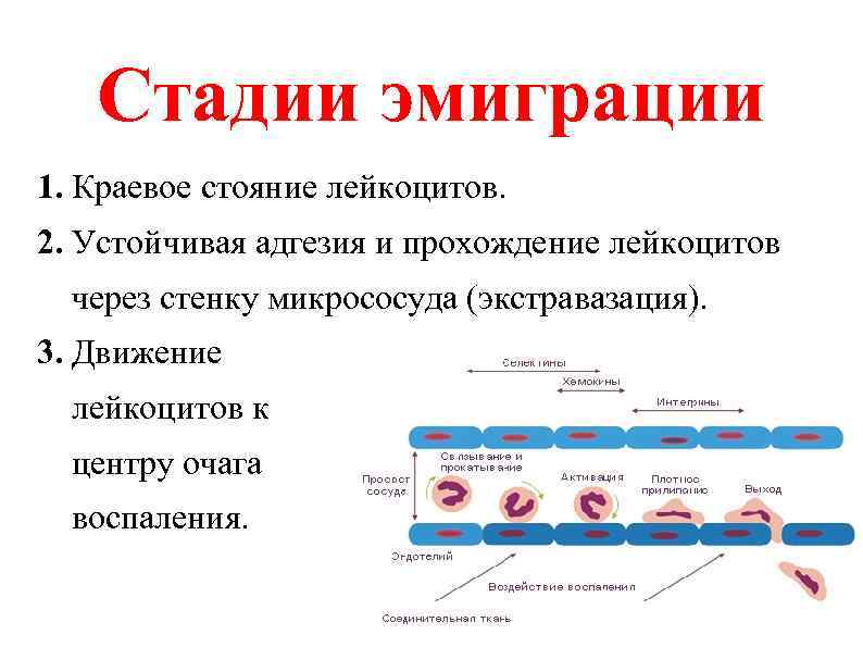 Стадии эмиграции 1. Краевое стояние лейкоцитов. 2. Устойчивая адгезия и прохождение лейкоцитов через стенку