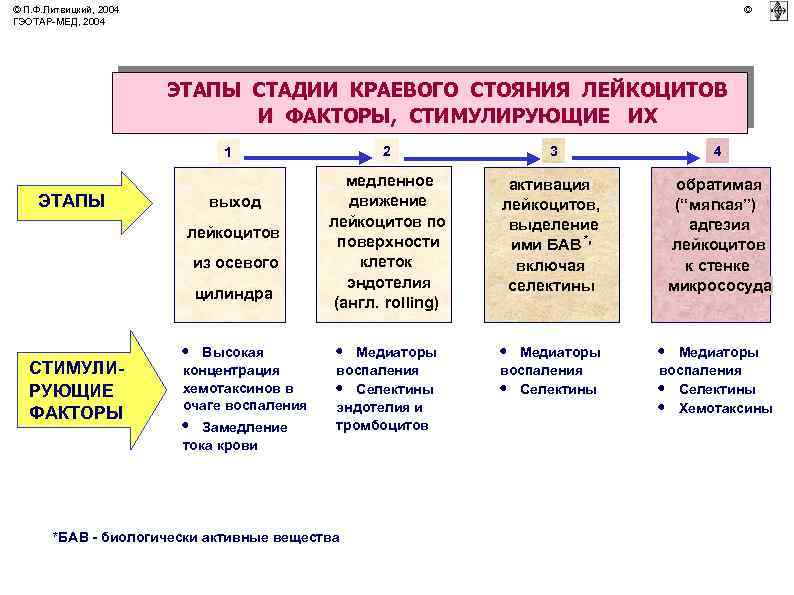 © П. Ф. Литвицкий, 2004 ГЭОТАР-МЕД, 2004 © ЭТАПЫ СТАДИИ КРАЕВОГО СТОЯНИЯ ЛЕЙКОЦИТОВ И