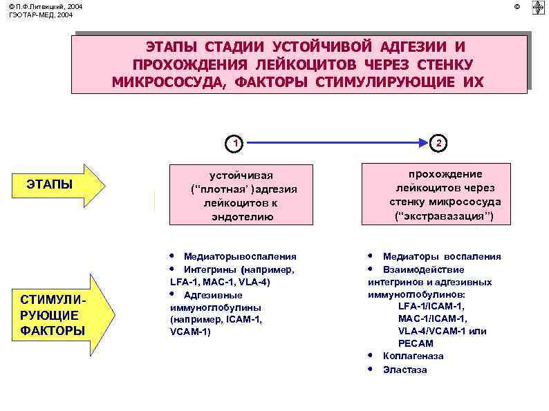 © П. Ф. Литвицкий, 2004 ГЭОТАР-МЕД, 2004 © ЭТАПЫ СТАДИИ УСТОЙЧИВОЙ АДГЕЗИИ И ПРОХОЖДЕНИЯ