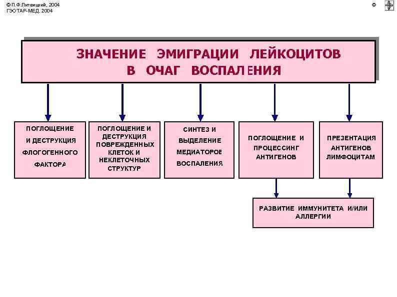 © П. Ф. Литвицкий, 2004 ГЭОТАР-МЕД, 2004 © ЗНАЧЕНИЕ ЭМИГРАЦИИ ЛЕЙКОЦИТОВ В ОЧАГ ВОСПАЛЕНИЯ