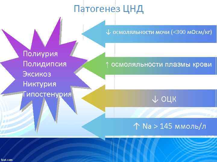 Патогенез ЦНД ↓ осмоляльности мочи (<300 м. Осм/кг) Полиурия Полидипсия Эксикоз Никтурия Гипостенурия ↑