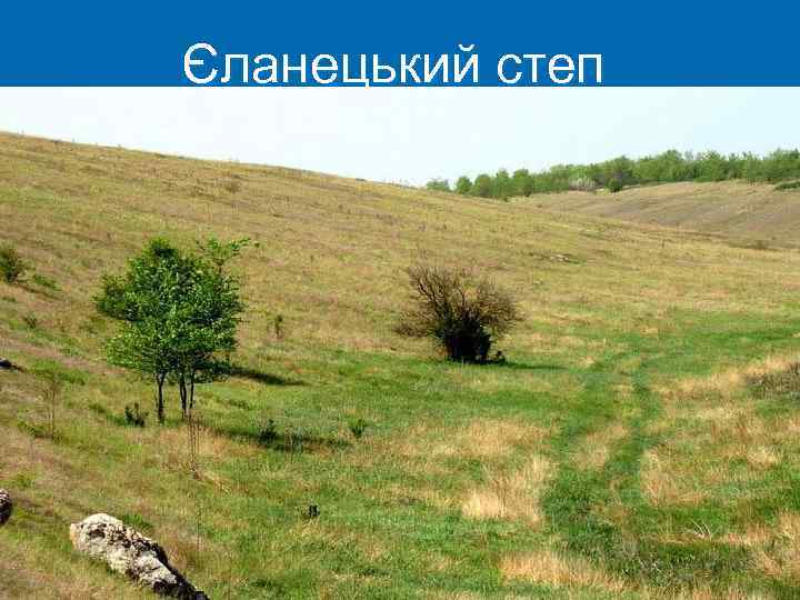 Єланецький степ 