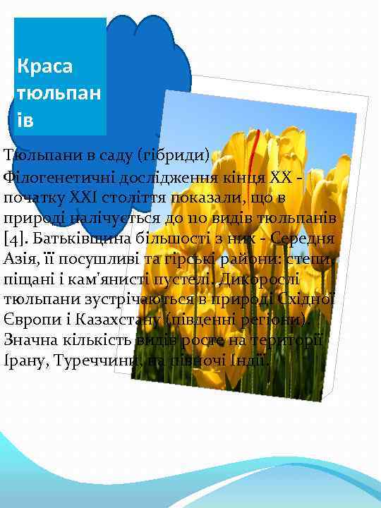 Краса тюльпан ів Тюльпани в саду (гібриди) Філогенетичні дослідження кінця XX початку XXI століття
