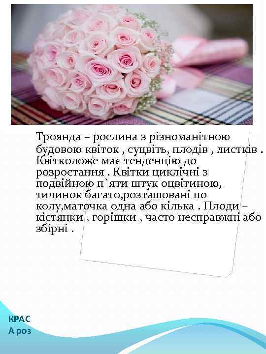Троянда – рослина з різноманітною будовою квіток , суцвіть, плодів , листків. Квітколоже має