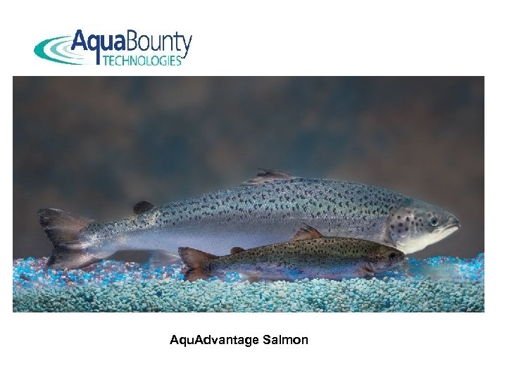 Aqu. Advantage Salmon 