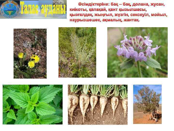 Өсімдіктеріне: бақ – бақ, долана, жусан, киікоты, қалақай, қант қызылшасы, қызғалдақ, жыңғыл, жүзгін, сексеуіл,