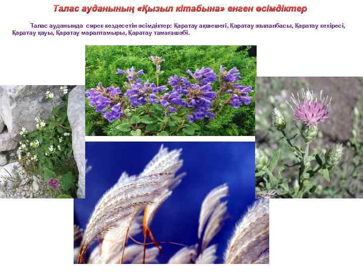 Талас ауданының «Қызыл кітабына» енген өсімдіктер Талас ауданында сирек кездесетін өсімдіктер: Қаратау ақшешегі, Қаратау