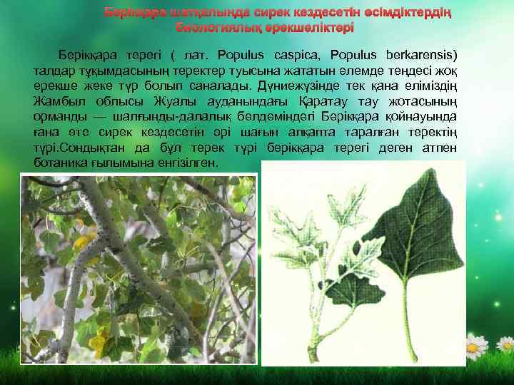 Берікқара шатқалында сирек кездесетін өсімдіктердің биологиялық ерекшеліктері Берікқара терегі ( лат. Populus caspica, Populus
