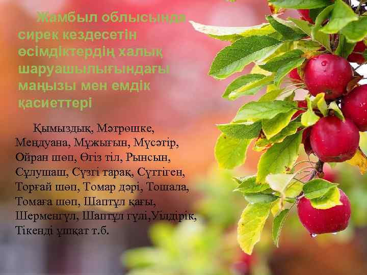 Жамбыл облысында сирек кездесетін өсімдіктердің халық шаруашылығындағы маңызы мен емдік қасиеттері Қымыздық, Мәтрөшке, Меңдуана,