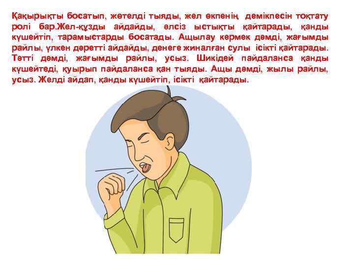 Қақырықты босатып, жөтелді тыяды, жел өкпенің демікпесін тоқтату ролі бар. Жел-құзды айдайды, әлсіз ыстықты