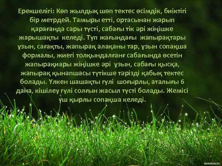 Ерекшелігі: Көп жылдық шөп тектес өсімдік, биіктігі бір метрдей. Тамыры етті, ортасынан жарып қарағанда