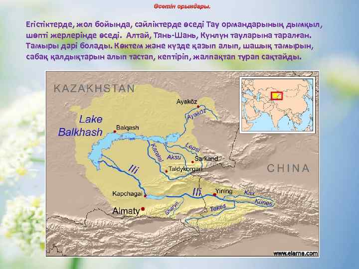 Өсетін орындары. Егістіктерде, жол бойында, сәйліктерде өседі Тау ормандарының дымқыл, шөпті жерлерінде өседі. Алтай,