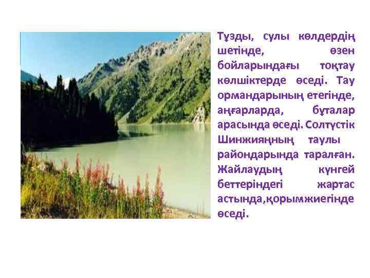 Тұзды, сулы көлдердің шетінде, өзен бойларындағы тоқтау көлшіктерде өседі. Тау ормандарының етегінде, аңғарларда, бұталар