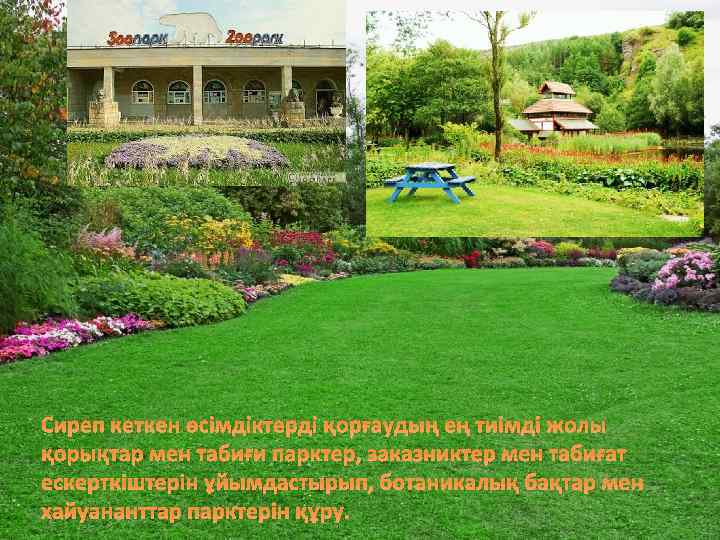 Сиреп кеткен өсімдіктерді қорғаудың ең тиімді жолы қорықтар мен табиғи парктер, заказниктер мен табиғат