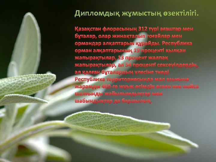 Дипломдық жұмыстың өзектілігі. Қазақстан флорасының 312 түрі ағаштар мен бұталар, олар жинақталып тоғайлар мен
