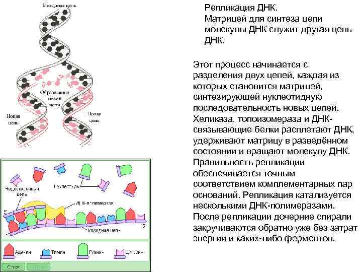 Репликация ДНК. Матрицей для синтеза цепи молекулы ДНК служит другая цепь ДНК. Этот процесс