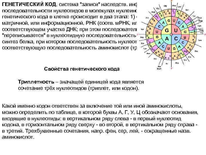 ГЕНЕТИЧЕСКИЙ КОД, система "записи" наследств. информации в виде последовательности нуклеотидов в молекулах нуклеиновых к-т.