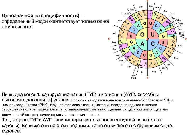 Однозначность (специфичность) – определённый кодон соответствует только одной аминокислоте. Лишь два кодона, кодирующие валин