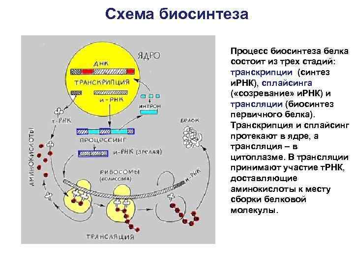 Процесс синтеза ирнк