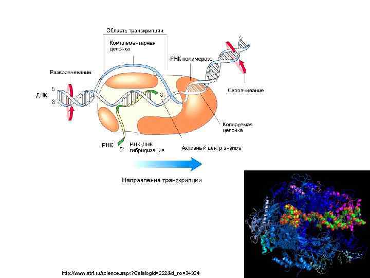 http: //www. strf. ru/science. aspx? Catalog. Id=222&d_no=34324 
