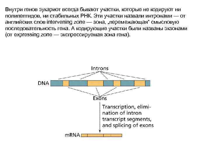 Внутри генов эукариот всегда бывают участки, которые не кодируют ни полипептидов, ни стабильных РНК.