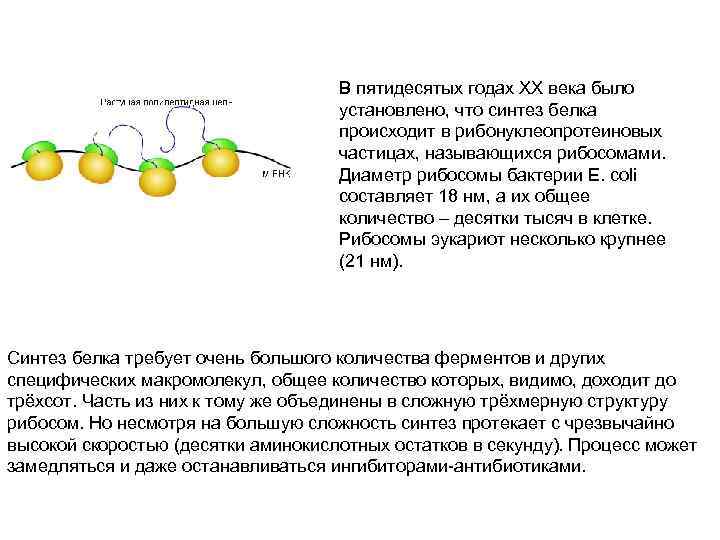 В пятидесятых годах XX века было установлено, что синтез белка происходит в рибонуклеопротеиновых частицах,