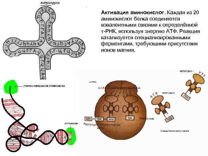 Активация аминокислот