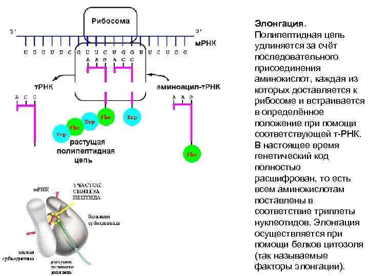 Полипептидный синтез. Процесс элонгации полипептидной цепи. Элонгация полипептидной цепи на рибосоме. 2. Сборка полипептидной цепи на рибосоме.. Процесс элонгации полипептидной цепи на рибосоме.