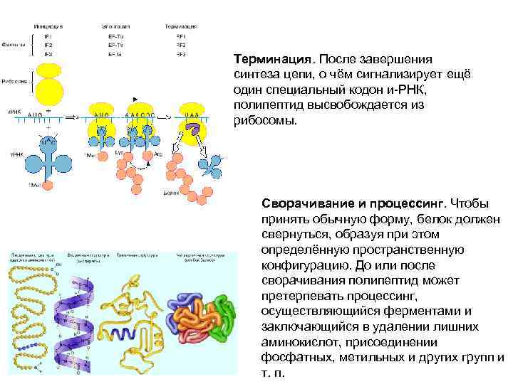 Терминация. После завершения синтеза цепи, о чём сигнализирует ещё один специальный кодон и-РНК, полипептид