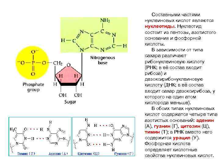 Нуклеотид состоит из азотистого. Составные части нуклеотида. Строение нуклеиновых кислот пентоза азотистое. Связь между азотистым основанием и пентозой нуклеотида. Фосфат пентоза азотистое основание.