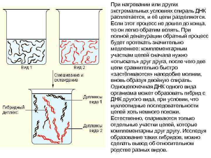 При нагревании или других экстремальных условиях спираль ДНК расплетается, и её цепи разделяются. Если