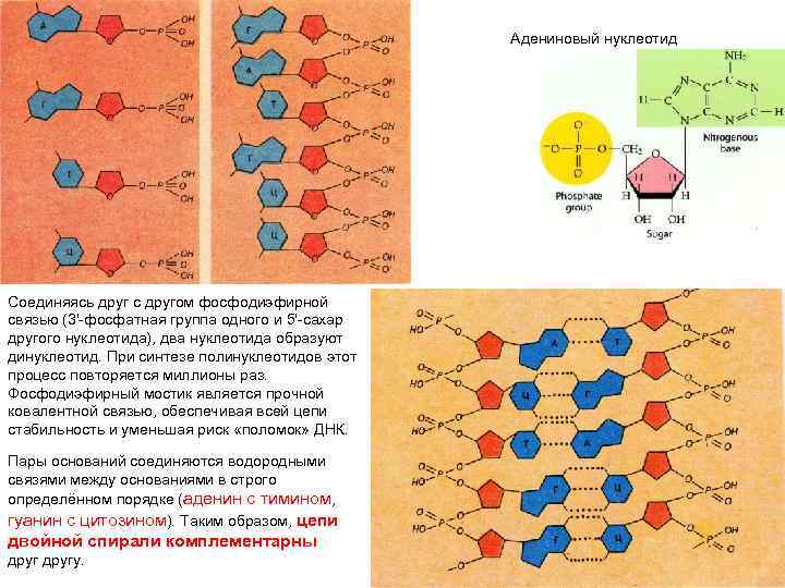 Адениновый нуклеотид Соединяясь друг с другом фосфодиэфирной связью (3'-фосфатная группа одного и 5'-сахар другого