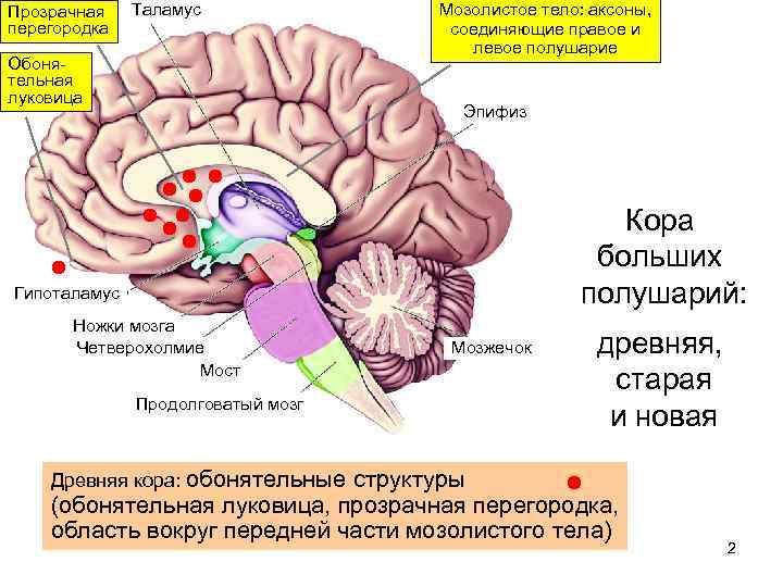 Прозрачная перегородка Таламус Обонятельная луковица Мозолистое тело: аксоны, соединяющие правое и левое полушарие Эпифиз