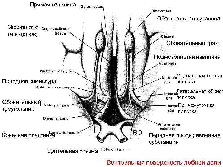 Прямая извилина Обонятельная луковица Мозолистое тело (клюв) Обонятельный тракт Подмозолистая извилина Передняя комиссура Медиальная