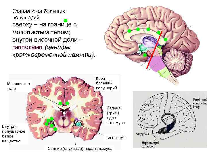 Таламус Старая кора больших полушарий: сверху – на границе с мозолистым телом; внутри височной