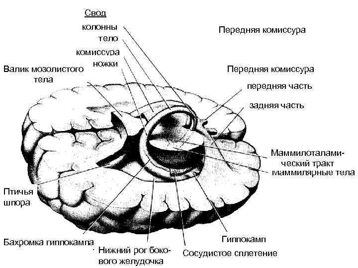 Свод колонны тело комиссура ножки Валик мозолистого тела Передняя комиссура передняя часть задняя часть