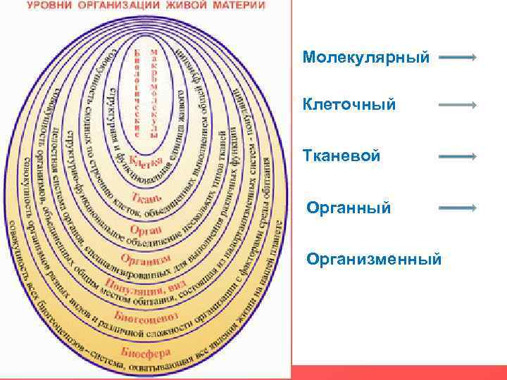 Организованная система живой материи. Органный уровень организации живого. Уровни организации организма. Уровни организации орга. Уровни организации организма схема.