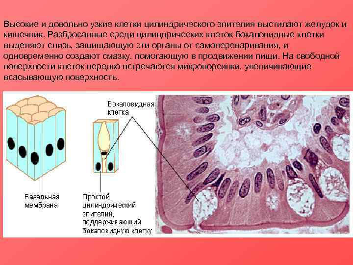 Клетка эпителия 2n. Клетки плоского и цилиндрического эпителия. Цилиндрический эпителий в виде полос. Слизь строение
