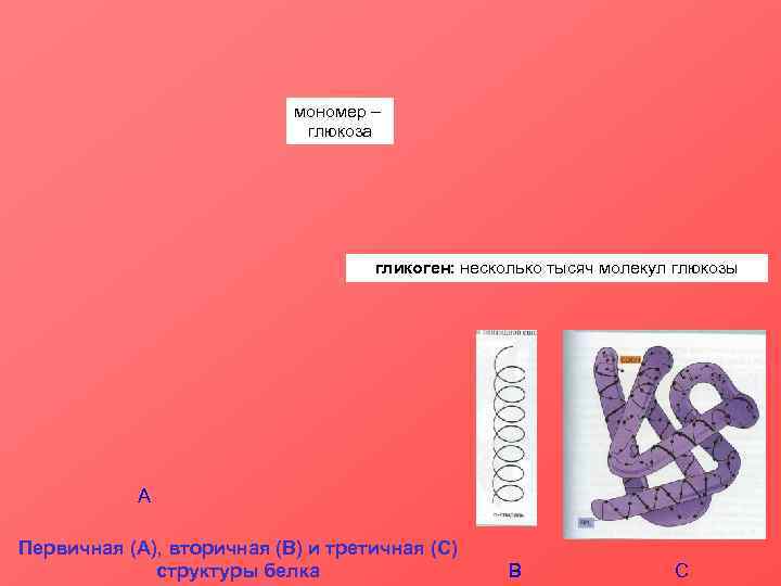 мономер – глюкоза гликоген: несколько тысяч молекул глюкозы А Первичная (А), вторичная (В) и