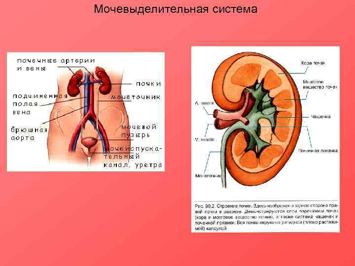 Мочевыделительная система 