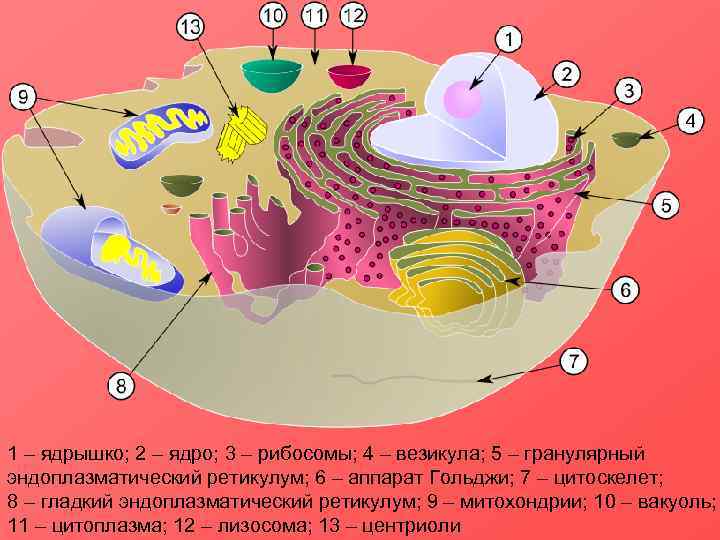 Гранулярный ретикулум